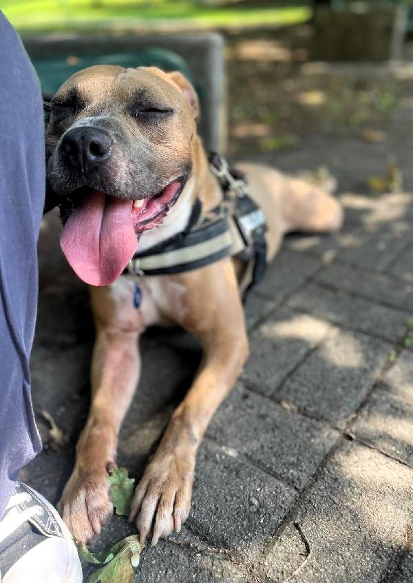 OTTO PIT BULL Foto 6